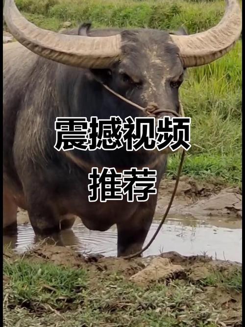央视频免流量为什么找不到
