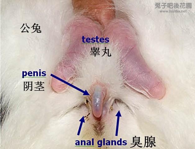 怎么分辨公母兔缩略图