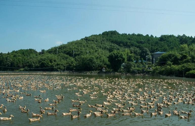 放养鸭子养殖基地