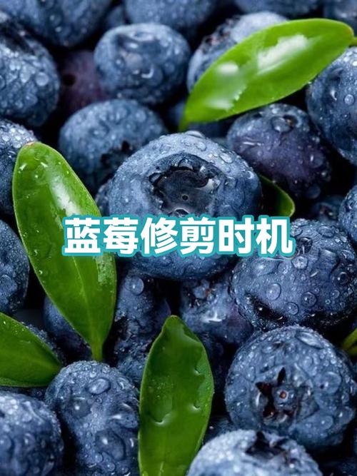 兰莓什么时候修剪