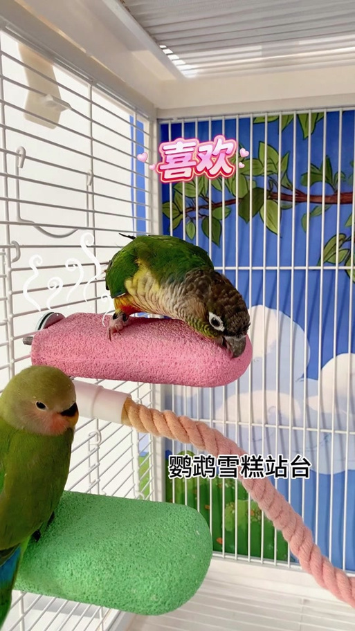 我的世界手机版鹦鹉怎么放下