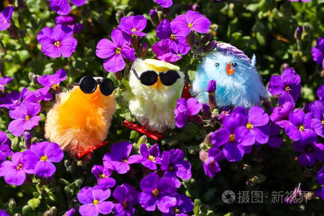 紫色的小鸡是什么鸡