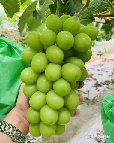绿色圆的提子