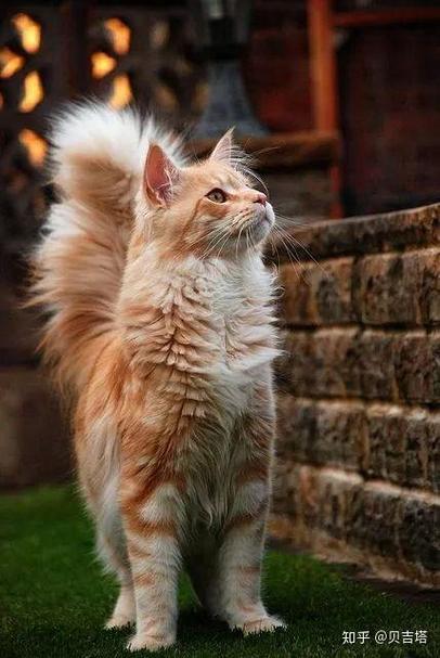 粗尾巴猫图标