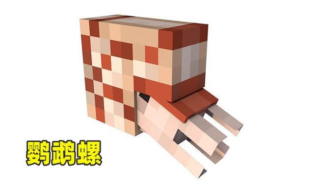 鹦鹉螺壳的推荐