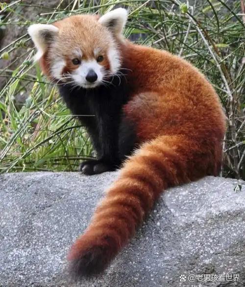 小熊猫温顺还是凶猛