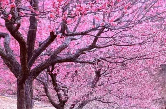 什么是红艳桃花