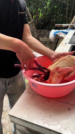 杀鸭子杀什么位置视频