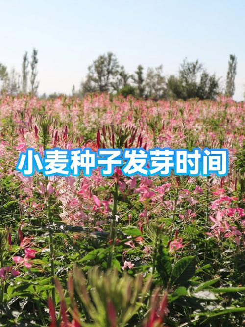 小麦多少度停止发芽