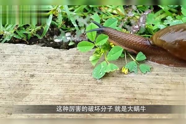 蜗牛传染什么病毒缩略图