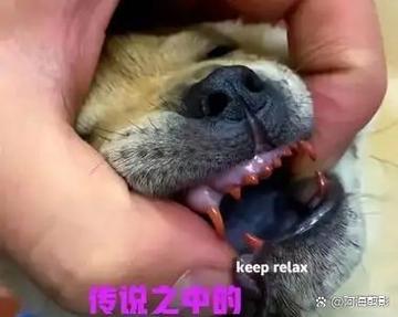 无主之地3曼库巴斯血牙的来历