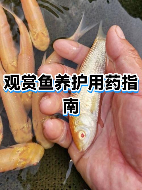 鱼病最好三个药