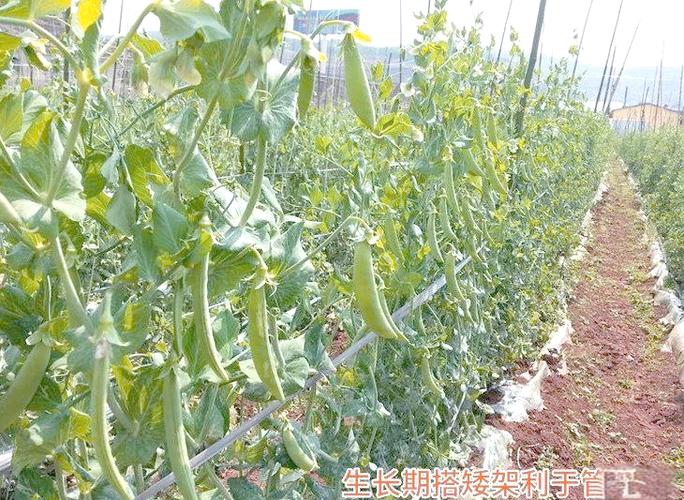豌豆种植技术与管理方法
