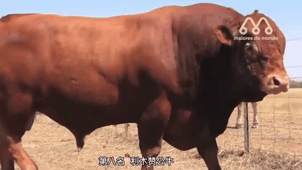 公牛是世界五百强吗