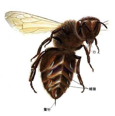 蜂毒可以治哪些病