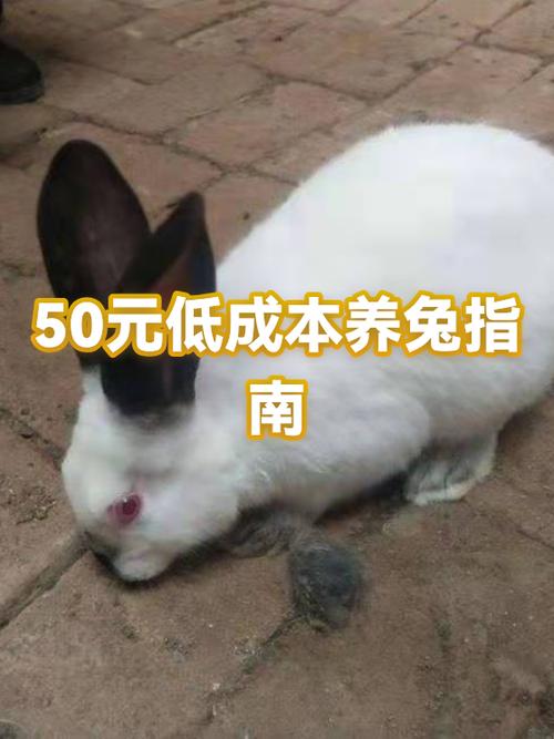 附近兔子买卖市场在哪缩略图