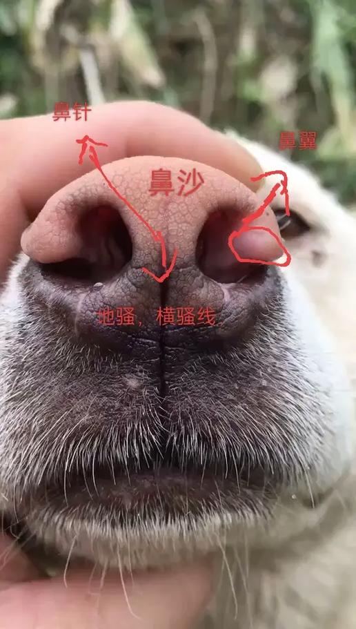 广西土猎犬哪一种最好