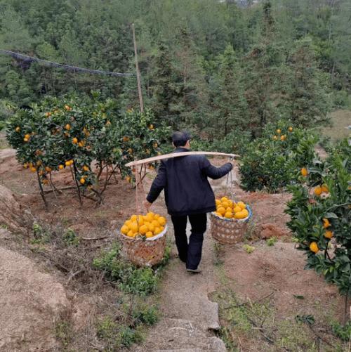 怎么挑橙子