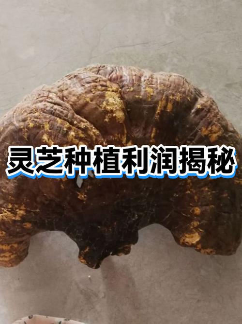 一亩灵芝的利润