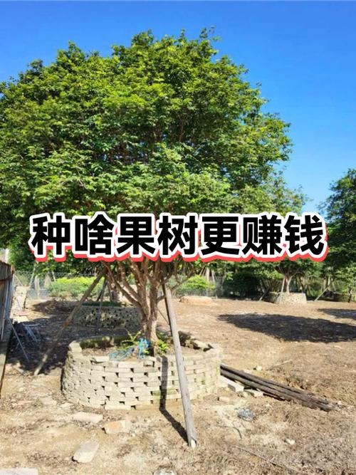 种植什么果树最赚钱