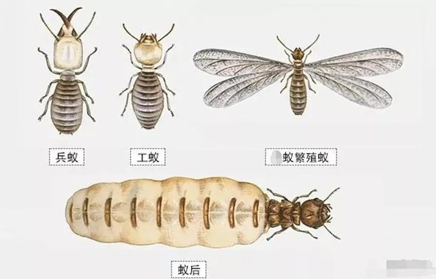 蚂蚁的雌雄怎么分