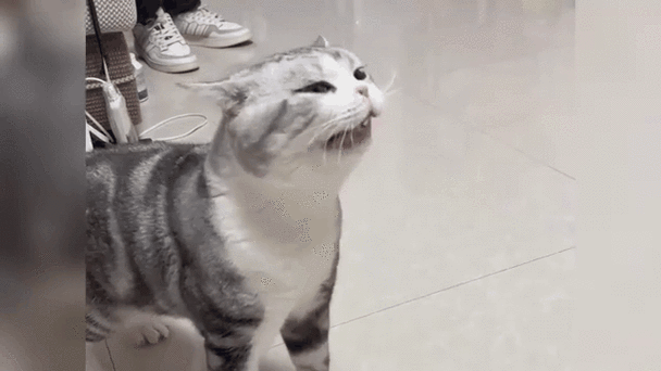 猫鼻子不通气呼哧呼哧怎么办