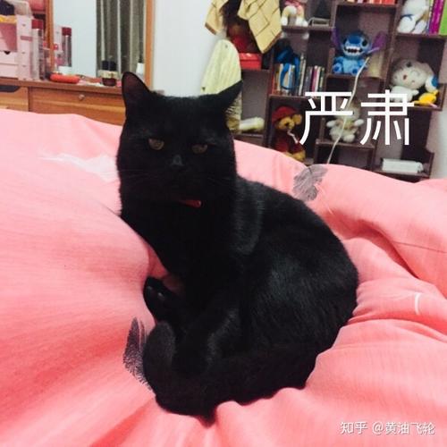 黑色美短