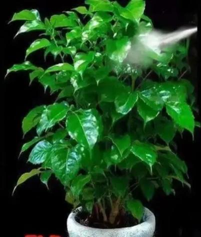 幸福树最爱3种肥料