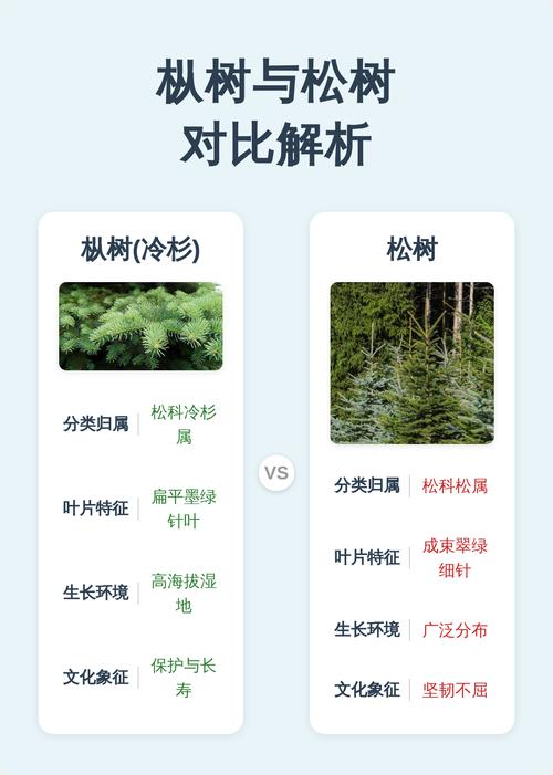 枞树和松树的区别图片