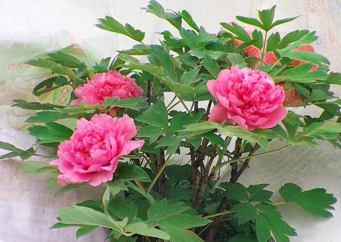 牡丹花视频缩略图