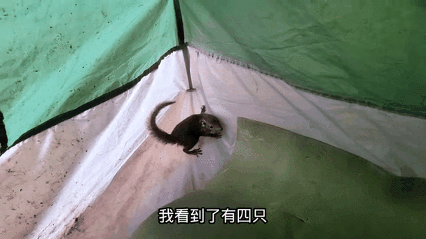小松鼠跑进了地什么里