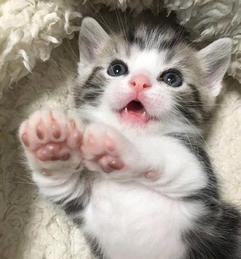 100种可爱奶猫图片