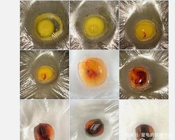 乌龟孵化过程