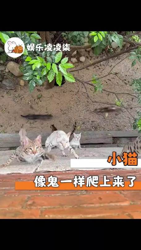 猫打僵尸