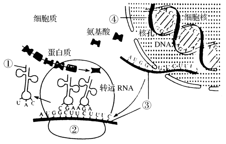 基因的表达包括什么