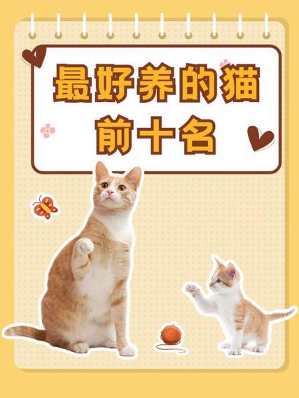 养只什么猫比较好
