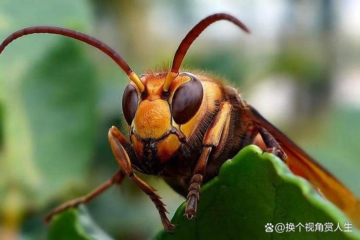 蜂赏app靠谱吗