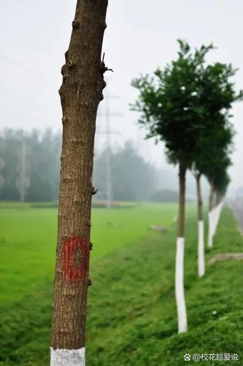 地邻栽树影响我家庄稼怎么办
