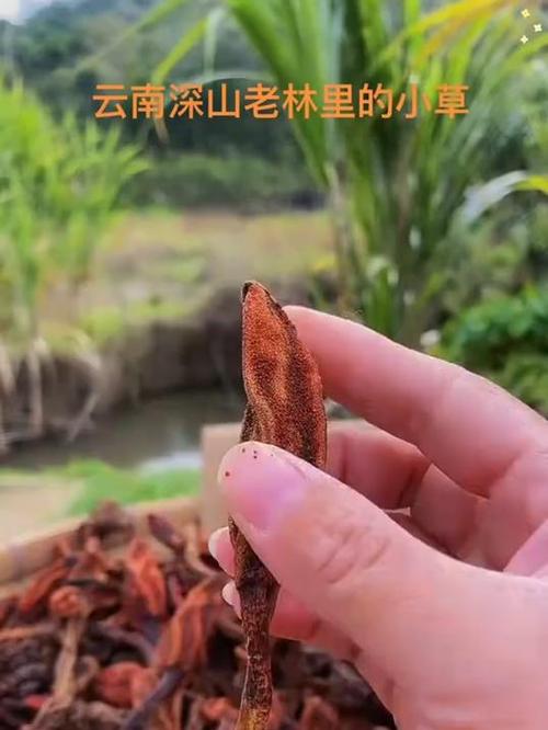 回春草怎么吃才能壮阳