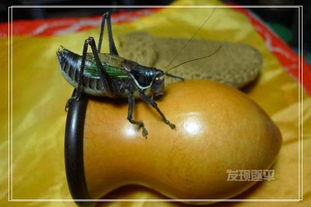 蝈蝈的千古佳句截图