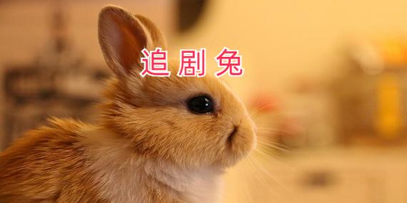 追剧兔网页版