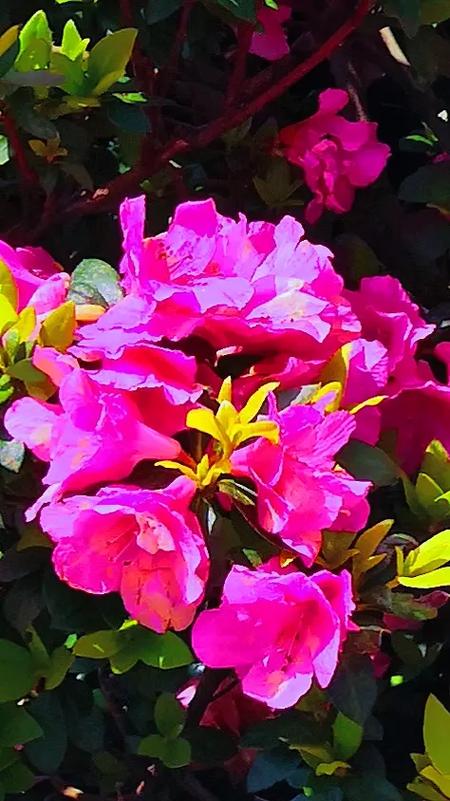 养花种花app
