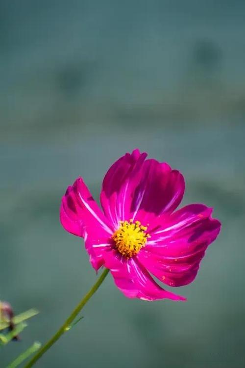给你花换成什么名字
