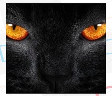 猫喜欢光还是喜欢暗缩略图