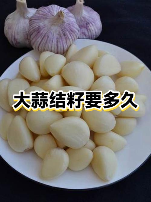 蒜籽怎么种