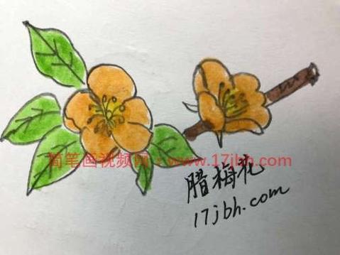 腊梅怎么写