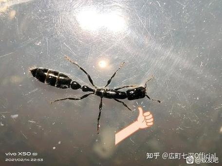 深圳黑蚂蚁
