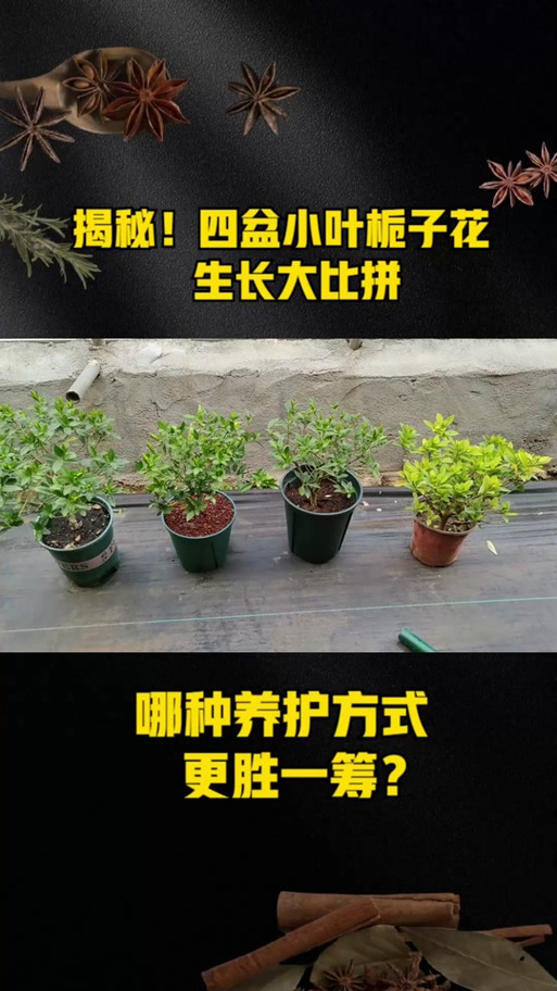 大叶种贵还是小叶贵