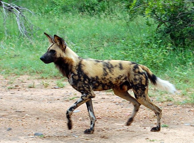 非洲野犬模拟器缩略图
