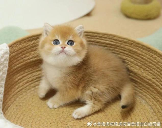 英长猫属于什么档次